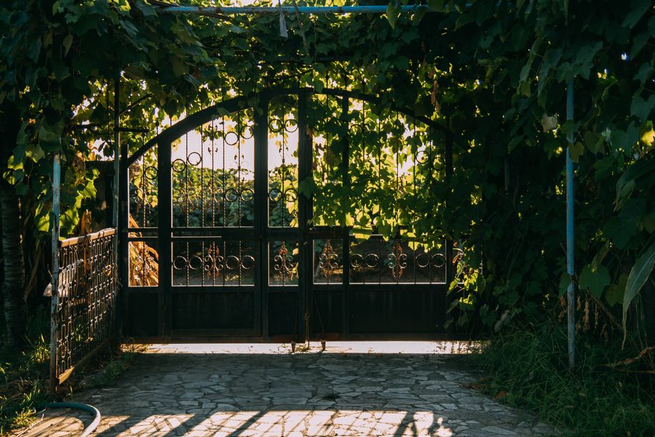 Black arched iron gate with scroll detail under a leafy vine canopy over a stone drive.